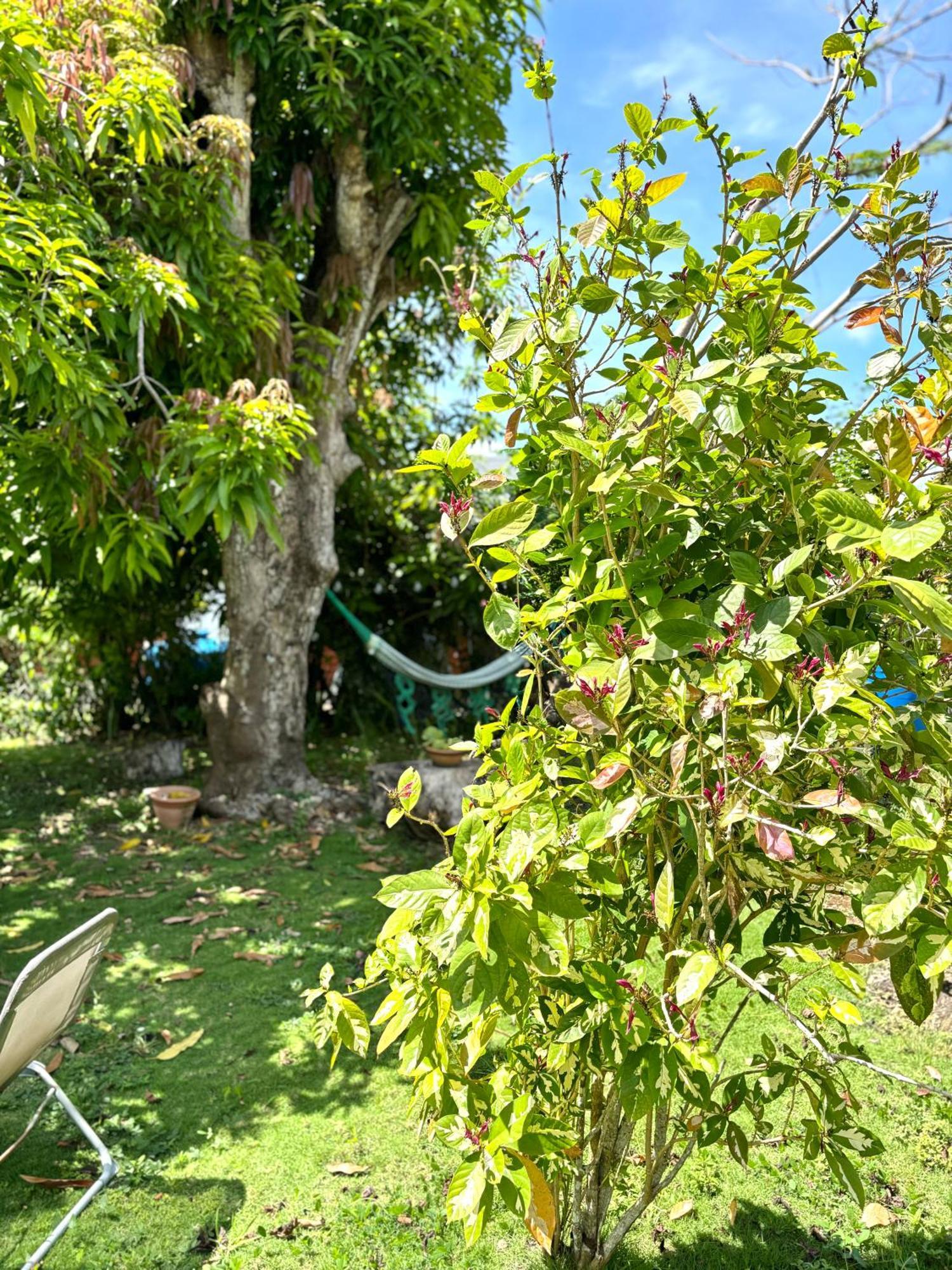 La Maison Creole Du Flamboyant - Proche Des Plages Anse-Bertrand Exterior photo